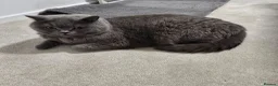 British Shorthair cats for sale: Simba (male) chanel (female) - Advert 6