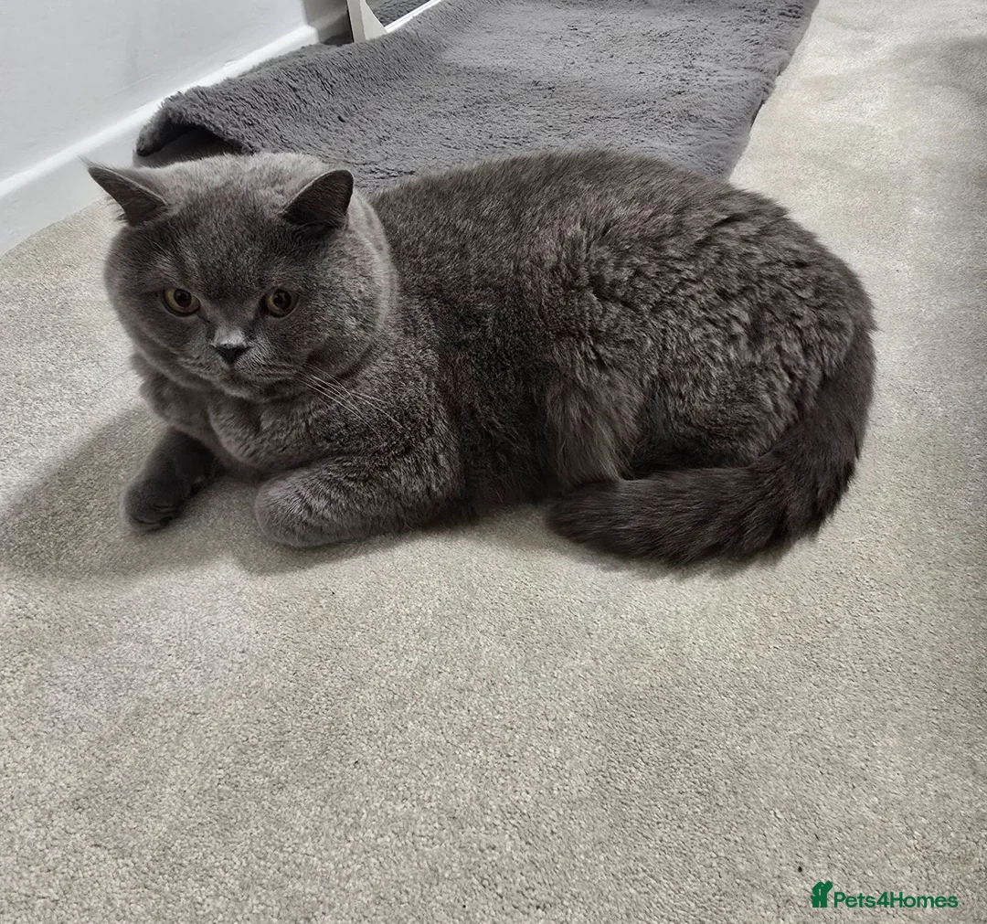 British Shorthair cats for sale: Simba (male) chanel (female) - Advert 6
