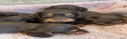 Cocker Spaniel dogs for sale: 7 Chocolate & Tan Cocker Spaniel Pups  - Advert 8