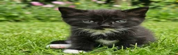 Korat cats for sale: Beautiful Korat x Angora kittens  - Advert 5