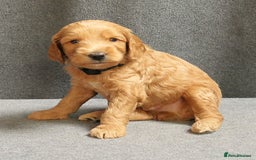 Mixed Breed dogs for sale: FULLY HEALTH TESTED FOX RED MINIATURE COCKAPOOS  - Image 25