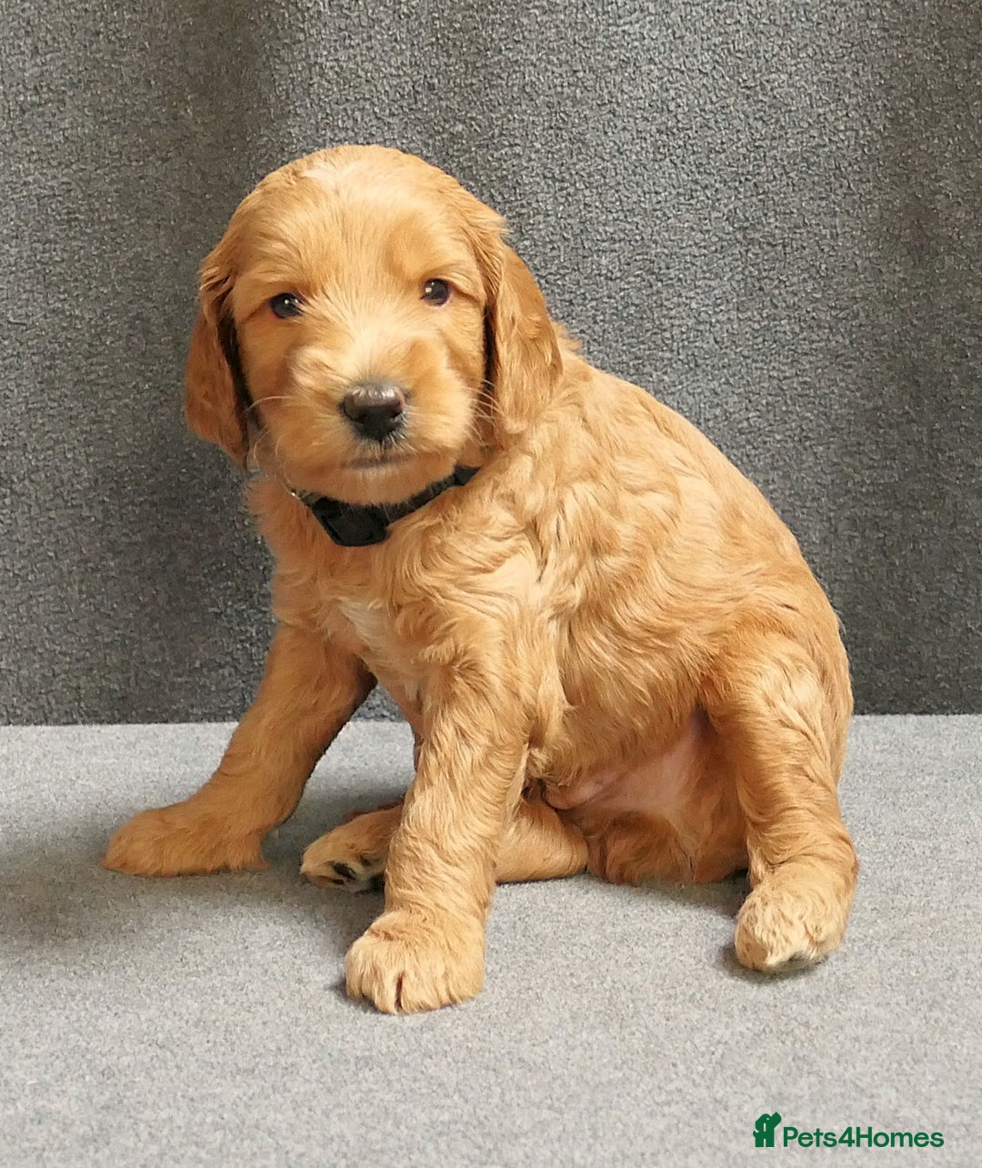 Mixed Breed dogs for sale: FULLY HEALTH TESTED FOX RED MINIATURE COCKAPOOS  - Image 25