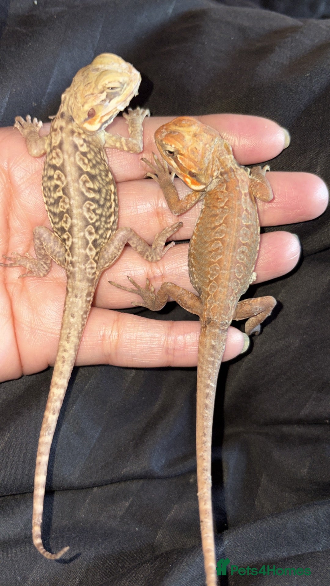 Bearded Dragon reptiles for sale: Bearded dragon babies last girl  - Advert 1