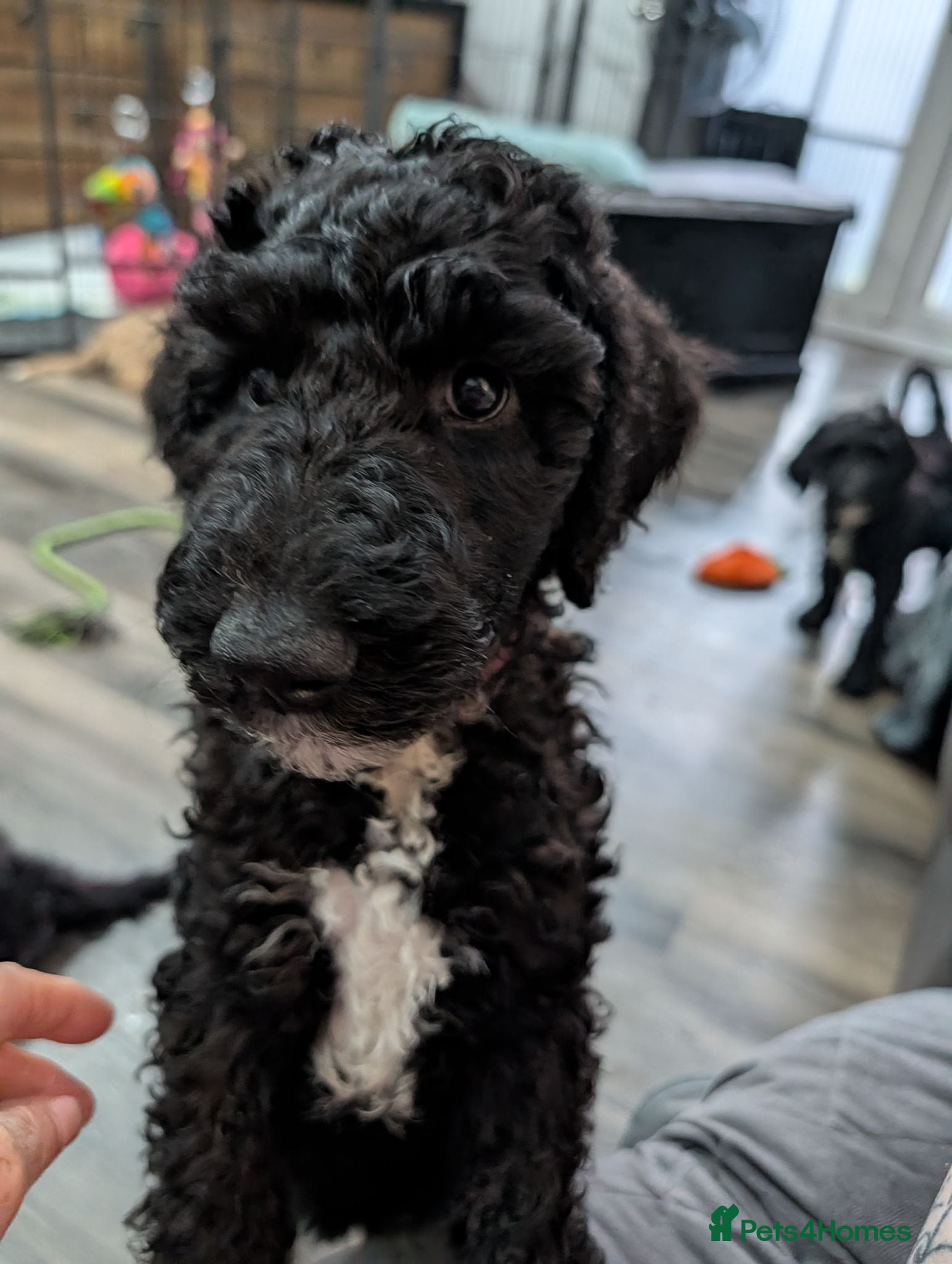 Sheepadoodle dogs F1b Sheepadoodles, **READY TO GO NOW** - Advert 18