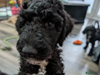 Sheepadoodle dogs F1b Sheepadoodles, **READY TO GO NOW** - Advert 3