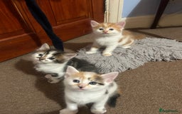 Mixed Breed cats for sale: five beautiful healthy charming kittens - Image 8