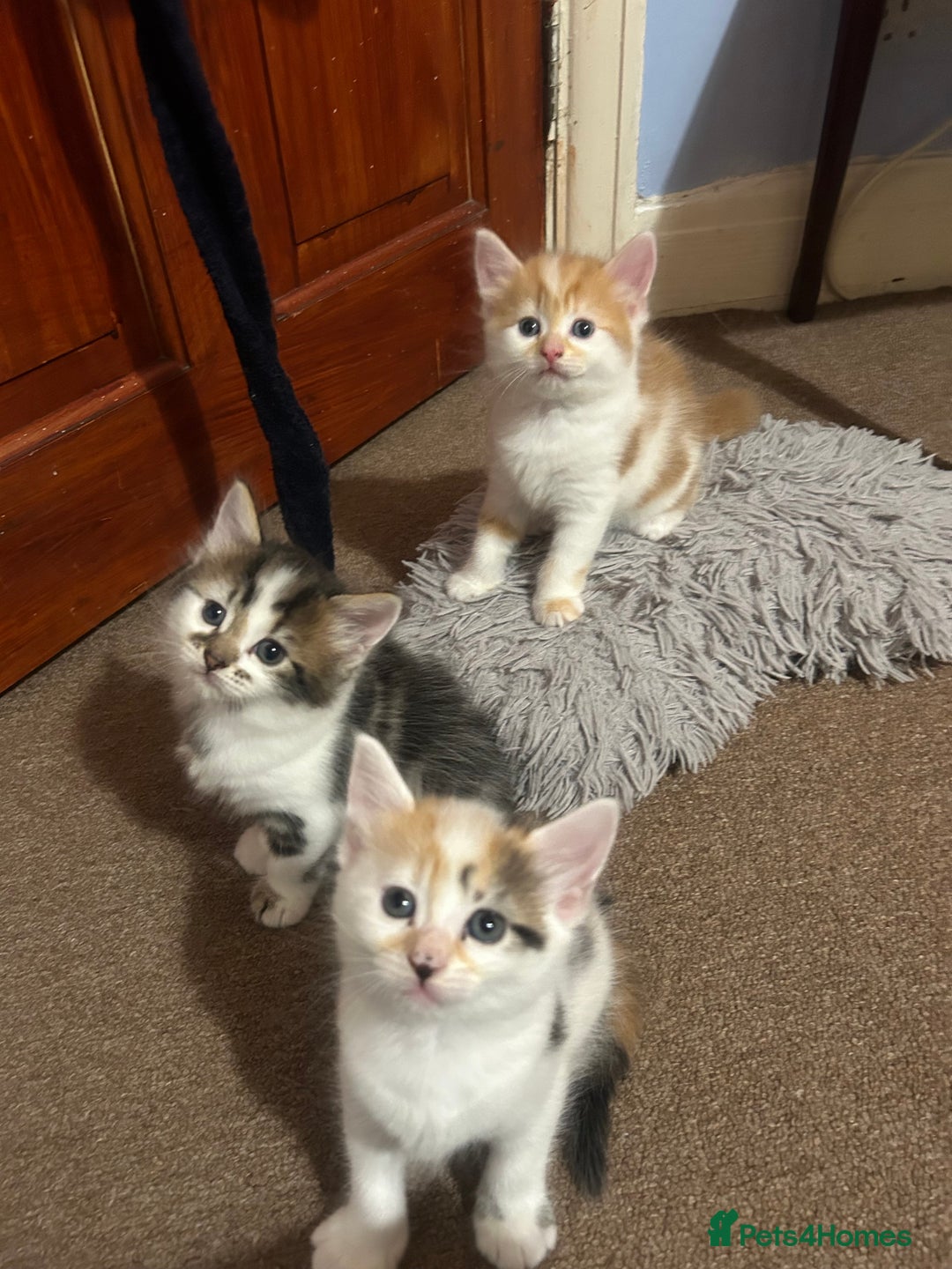 Mixed Breed cats for sale: five beautiful healthy charming kittens - Image 8