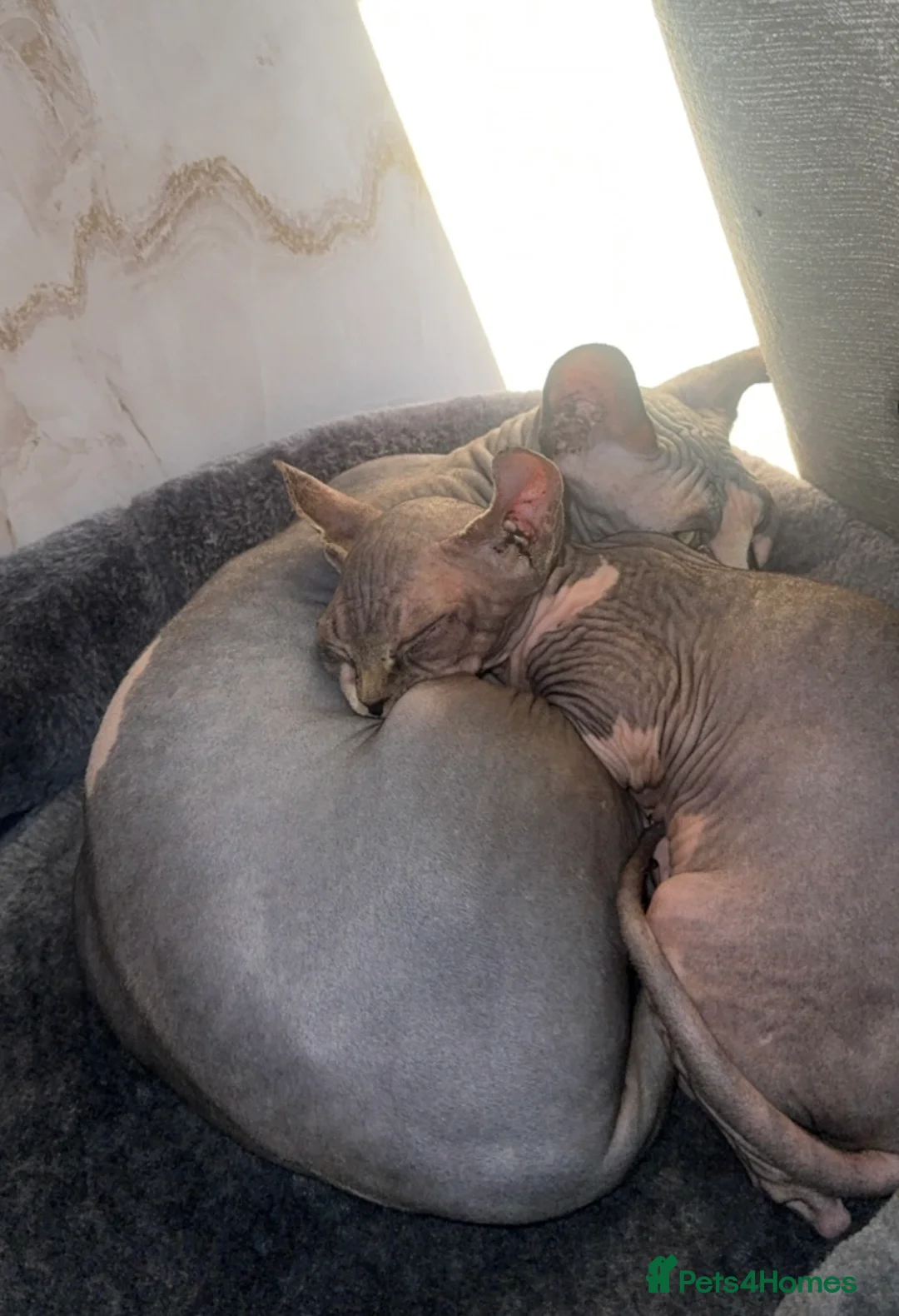 Sphynx cats for sale: Kitten girl 4 months  and 6 month boy  - Advert 6