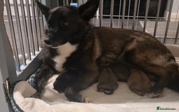Pomsky dogs for sale: Pomsky F3b for sale - Image 8
