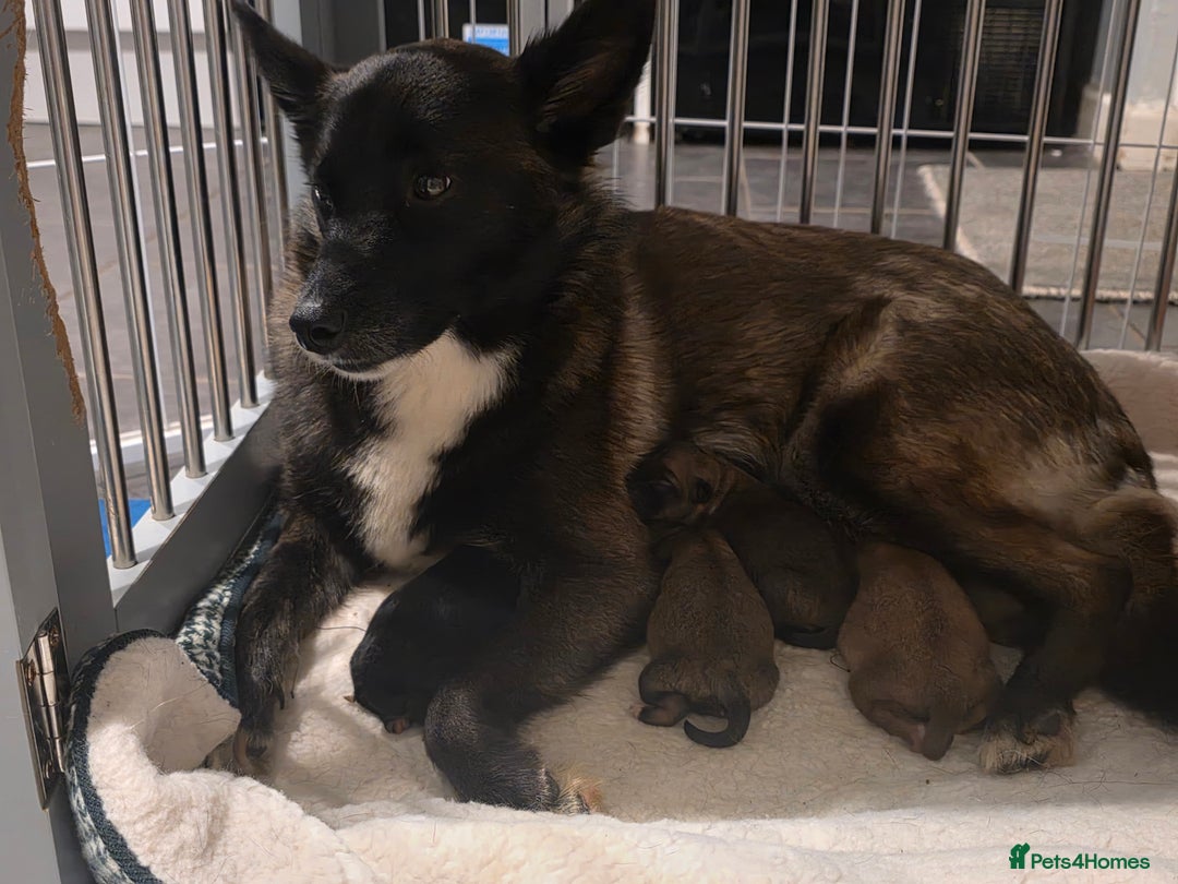 Pomsky dogs for sale: Pomsky F3b for sale - Image 8