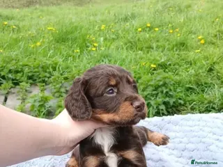 Sprocker dogs 4 springer x cocker spaniel puppies - Advert 6