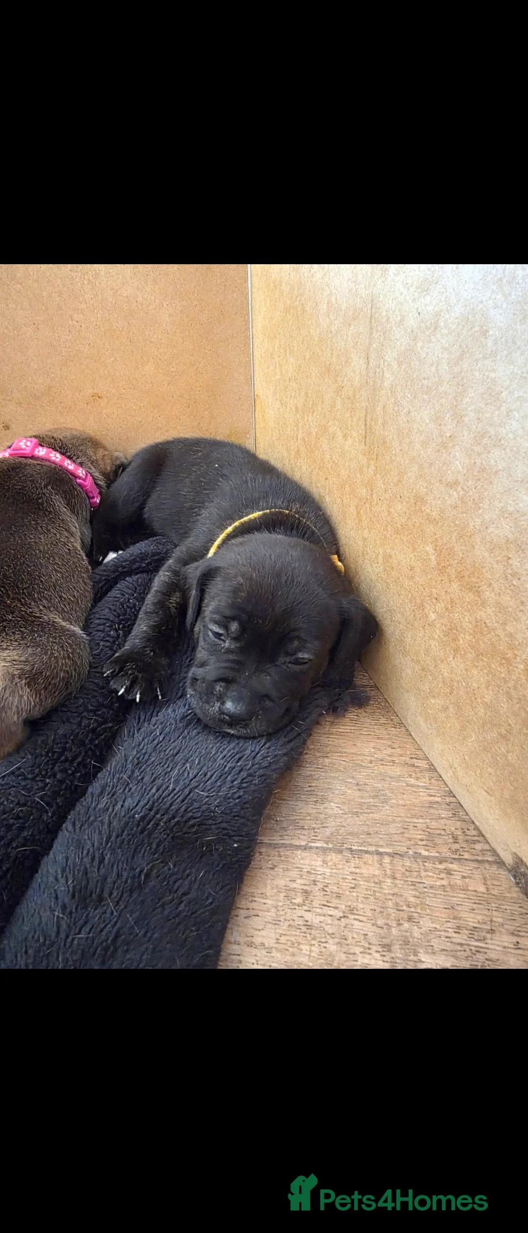 Staffordshire Bull Terrier dogs for sale: One beautiful little staffy girl - Advert 1