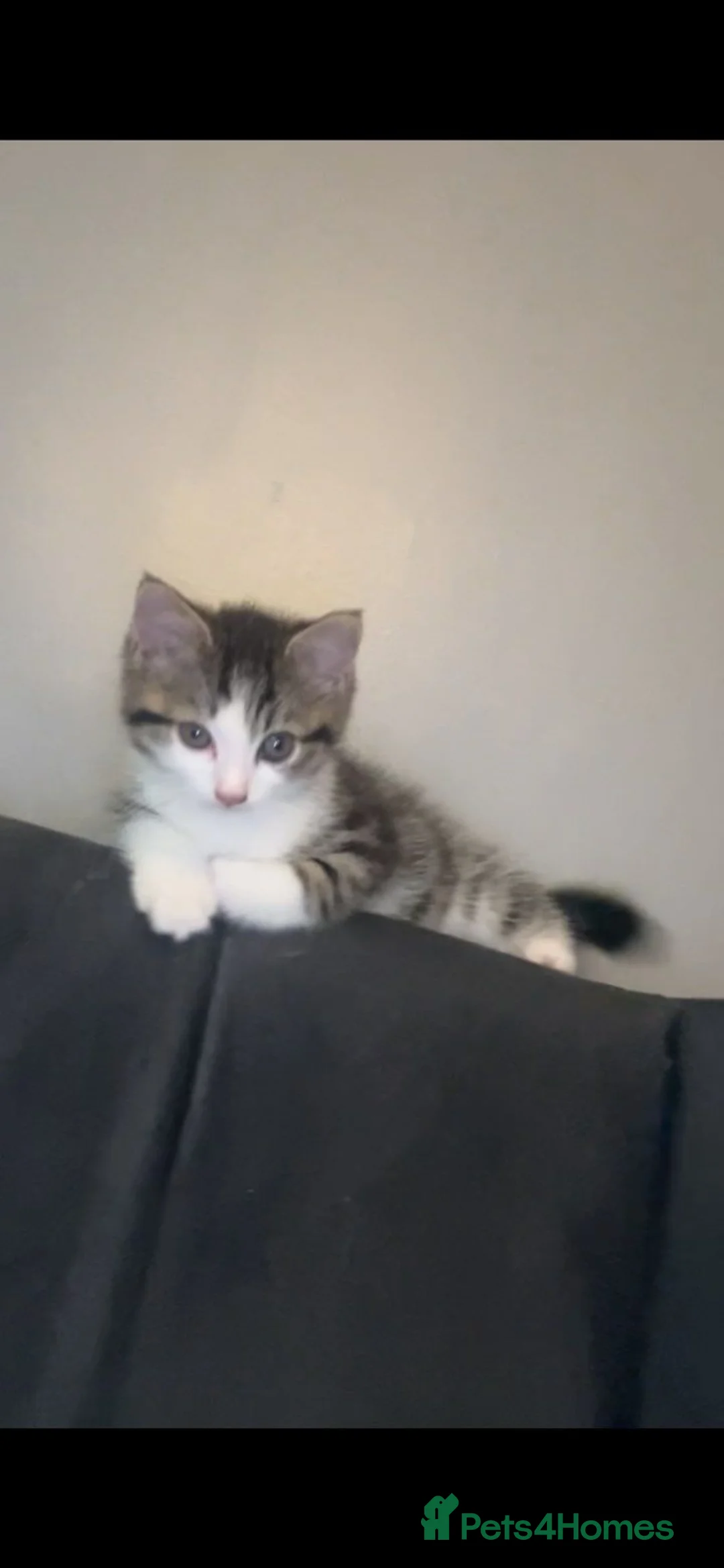 Mixed Breed cats for sale: TABBY KITTENS ♥  - Advert 9