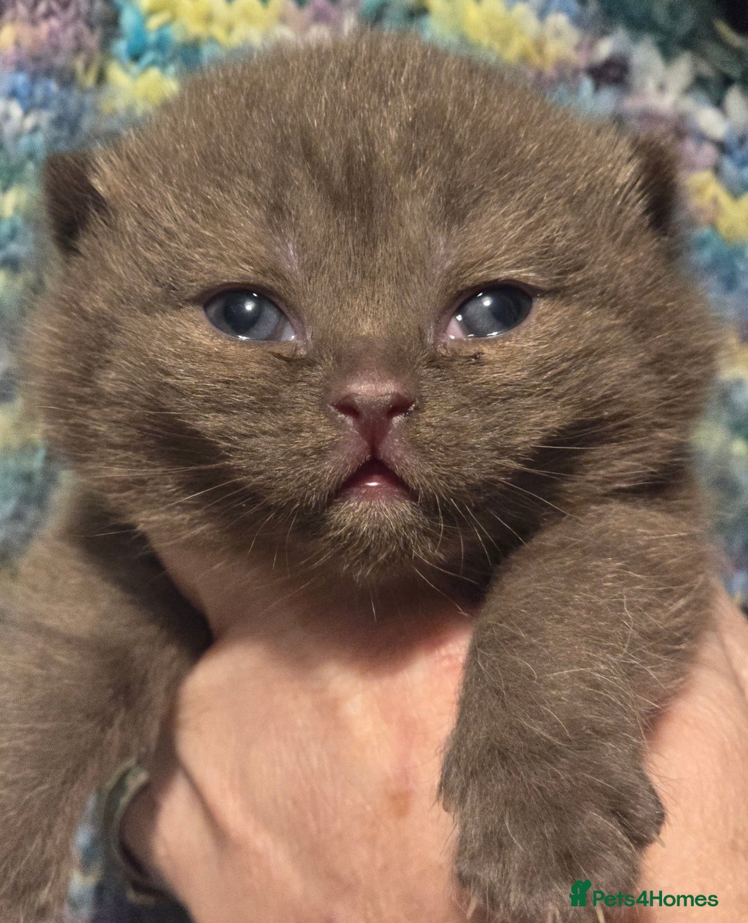 British Shorthair cats for sale: TICA registered BSH and BLH kittens - Advert 13