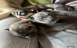 Siberian Husky dogs for sale: Kc reg Siberian husky puppies  - Image 6