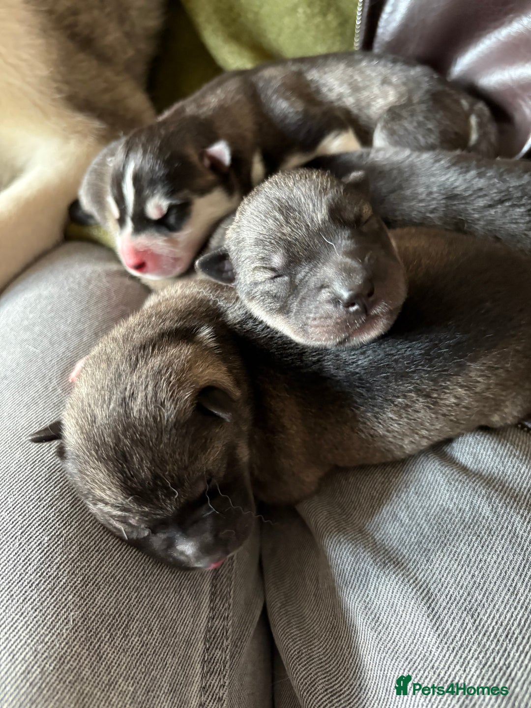 Siberian Husky dogs for sale: Kc reg Siberian husky puppies  - Image 6