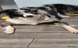 Border Collie dogs for stud: TRI BLUE MERLE BORDER COLLIE PROVEN STUD  - Image 3