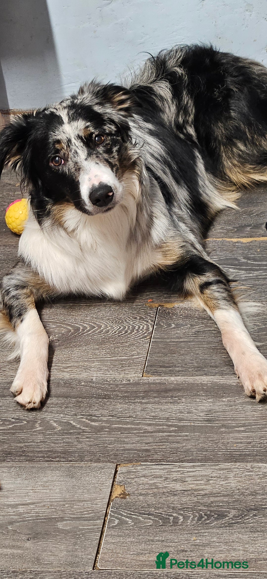Border Collie dogs for stud: TRI BLUE MERLE BORDER COLLIE PROVEN STUD  - Image 3