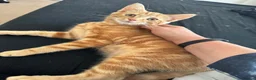 Domestic Shorthair cats for sale: Two very pretty male ginger kittens in Macclesfield - Advert 4