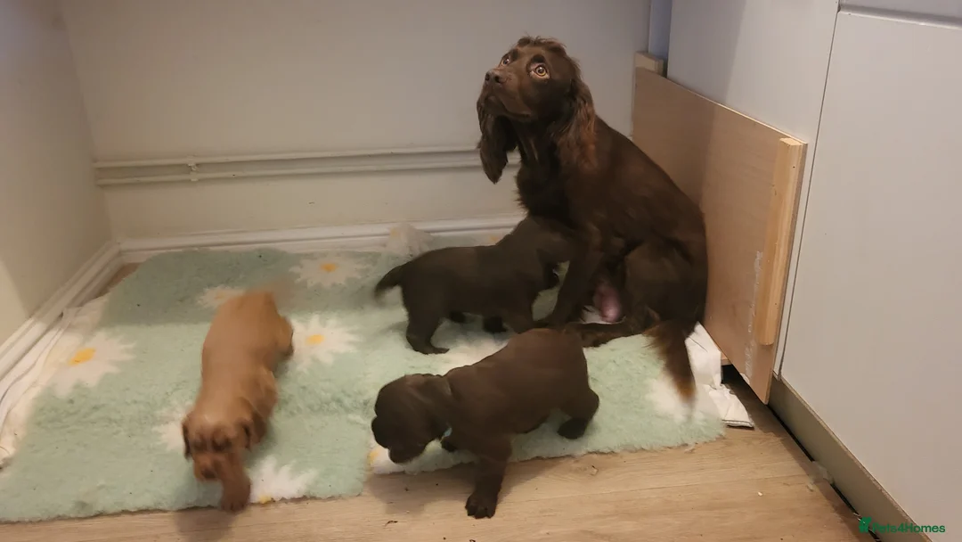 Cocker Spaniel dogs for sale: Lovely Litter of KC registered puppies for sale - Advert 1