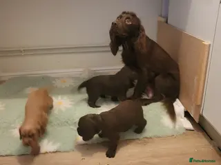 Cocker Spaniel dogs Lovely Litter of KC registered puppies for sale - Advert 1