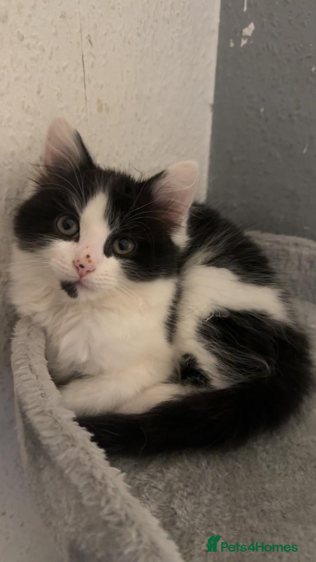 Mixed Breed cats for sale: beautiful male kitten for sale  - Advert 4