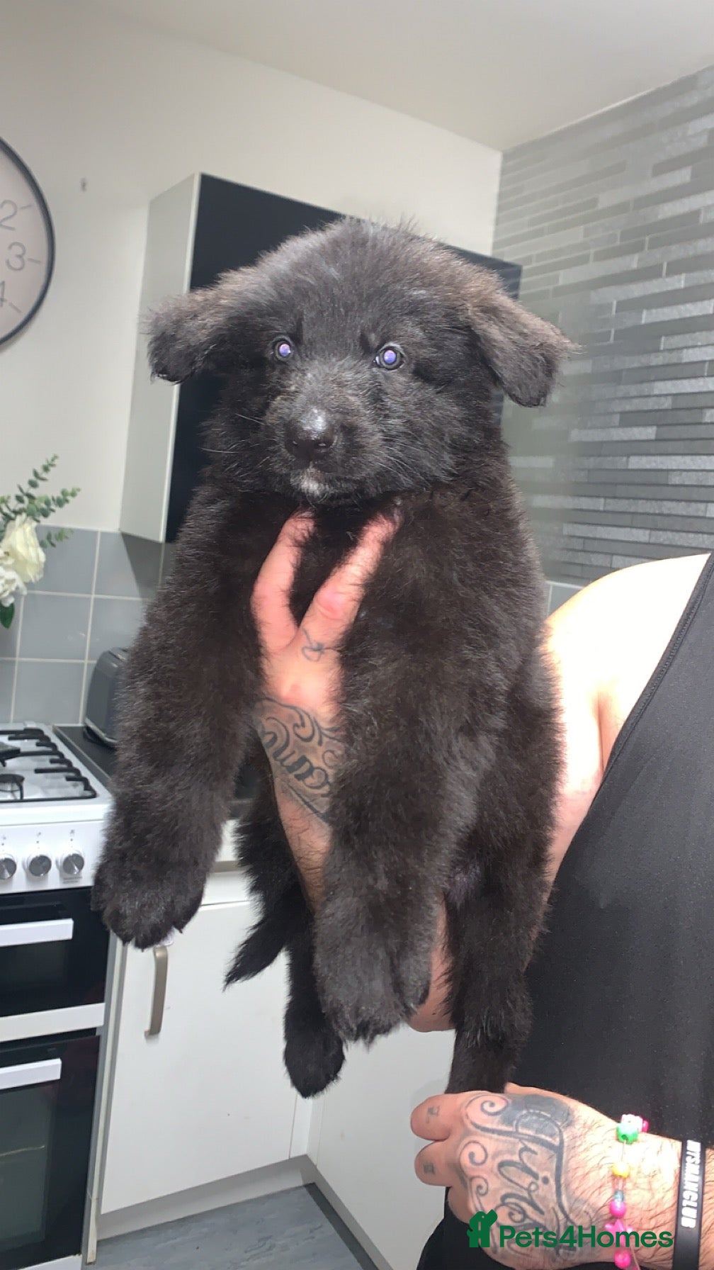 German Shepherd dogs for sale: German shepherd puppies  - Advert 2