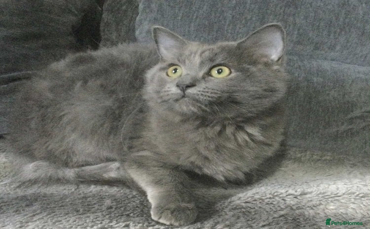 Maine Coon cats - Advert 4