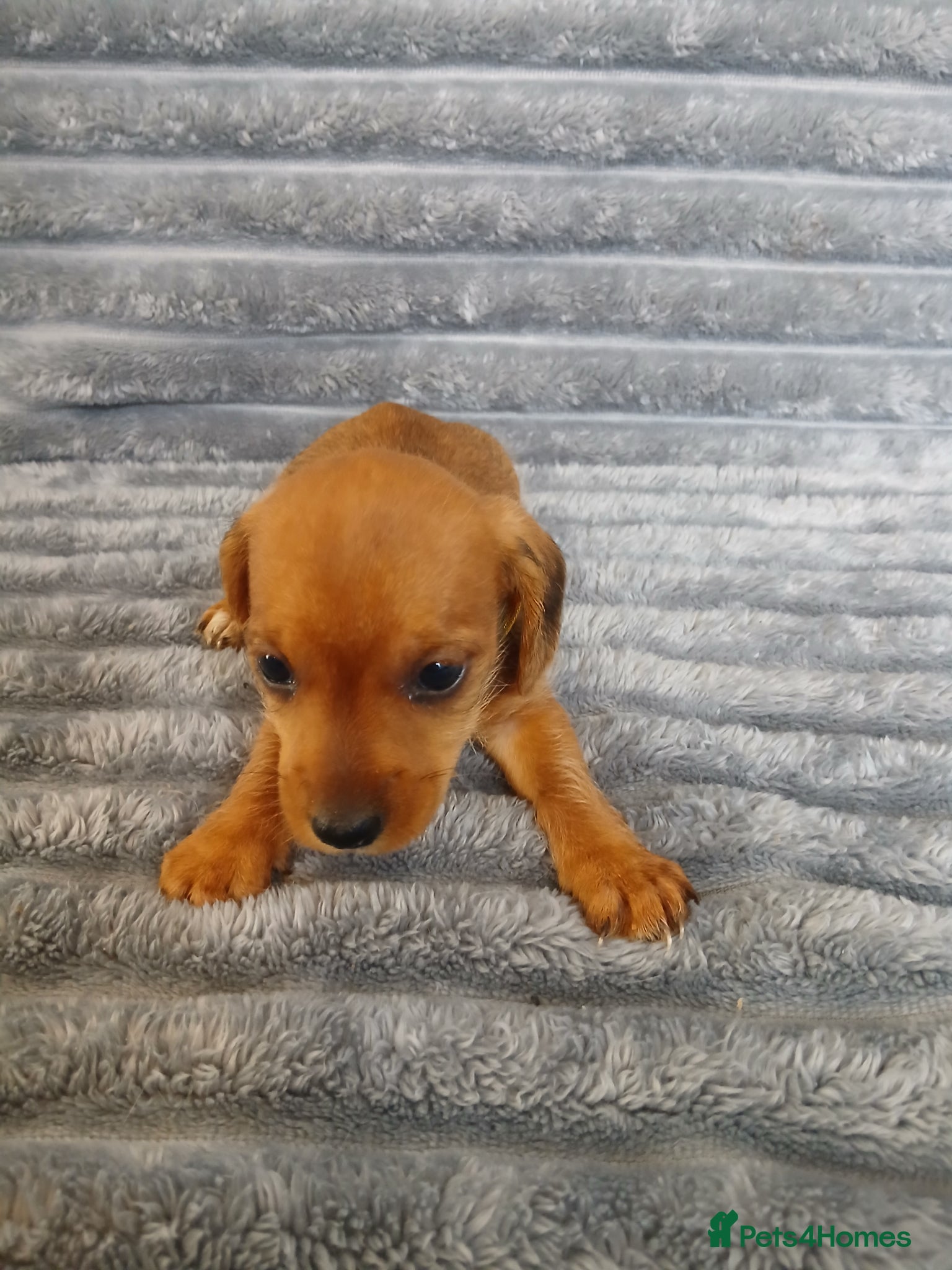 Mixed Breed dogs for sale: 8 dachshund x jack Russel puppies  in Henfield - Advert 11
