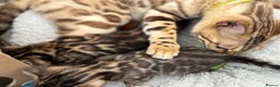 Bengal cats for sale: Bengal unregistered kittens.  in Dorchester - Advert 6