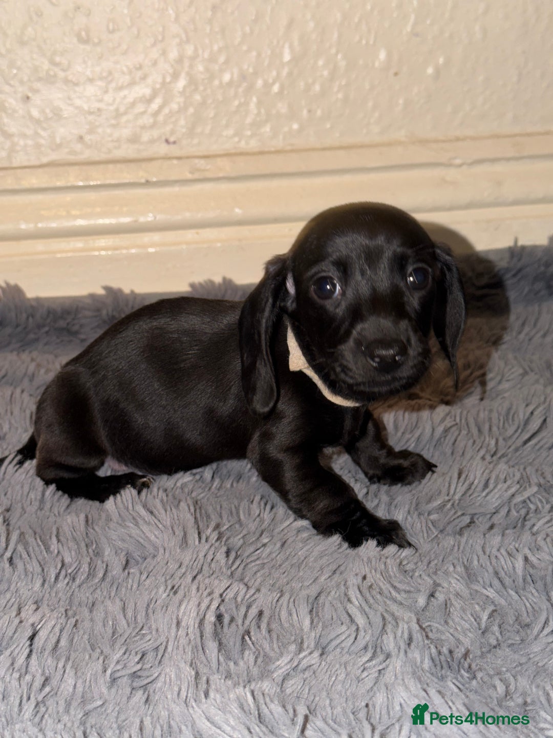 Dachshund dogs for sale: Dachshund Puppies Available 🐾 - Advert 4