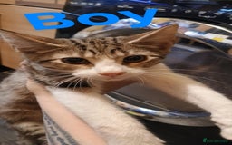 Bengal cats for sale: Bengal cross kittens ready now  - Image 5