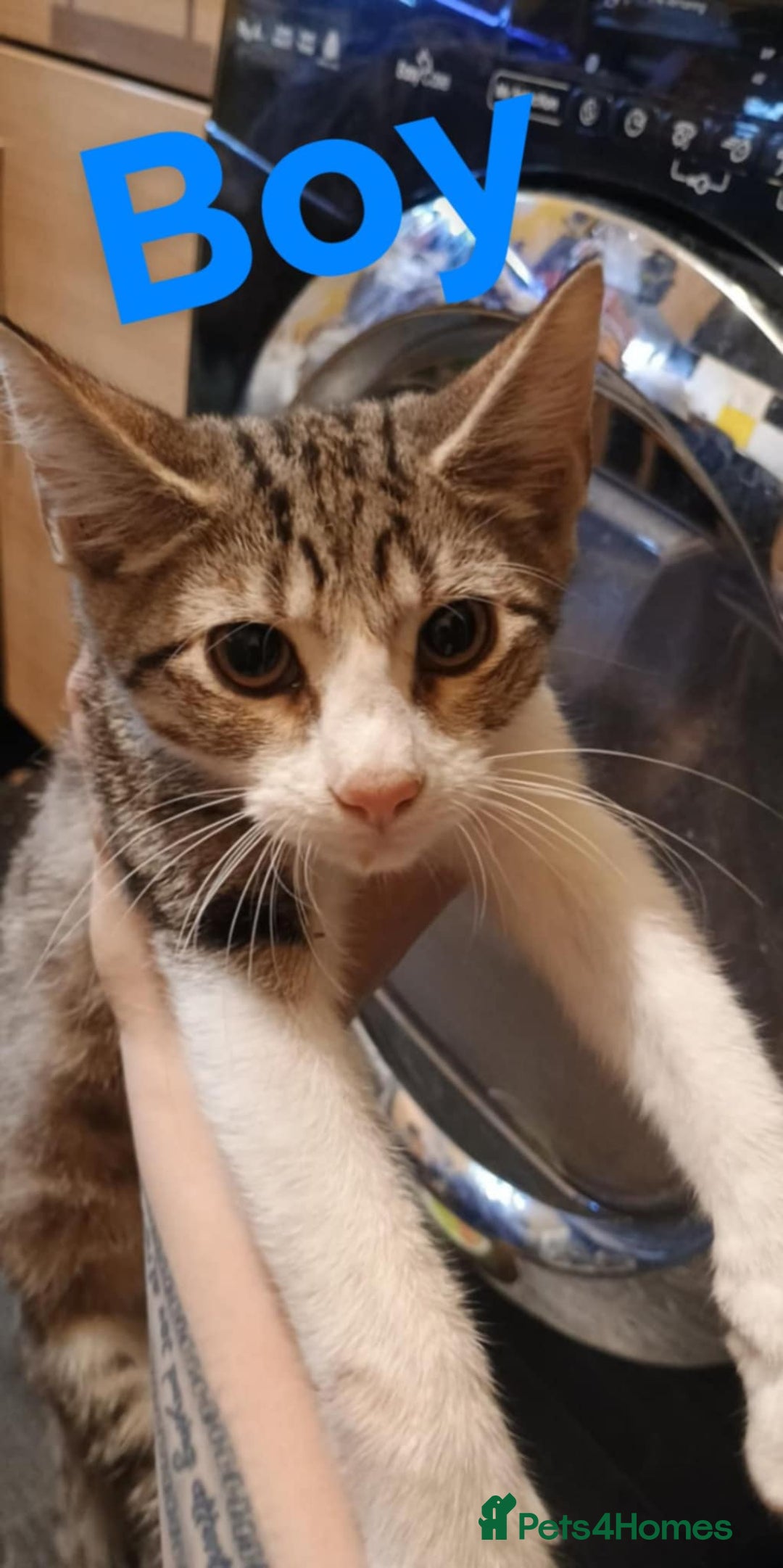 Bengal cats for sale: Bengal cross kittens ready now  - Image 5