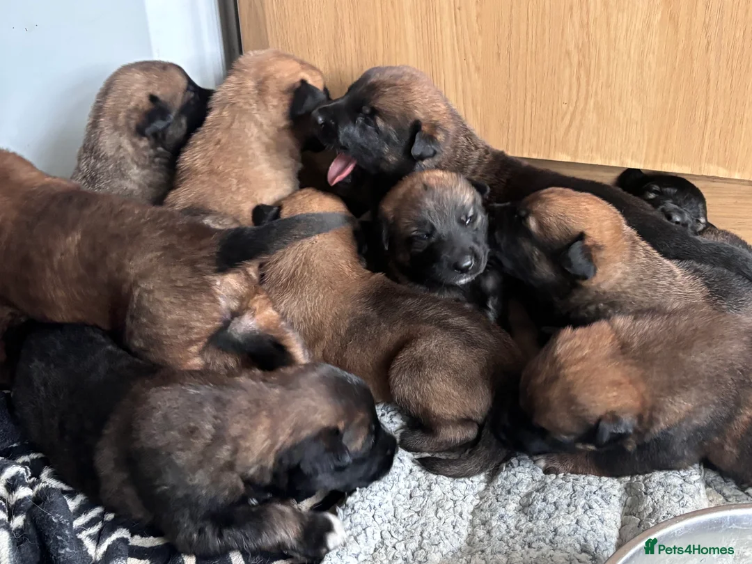 Belgian Shepherd Dog dogs for sale: Belgian malinios puppies - Advert 6