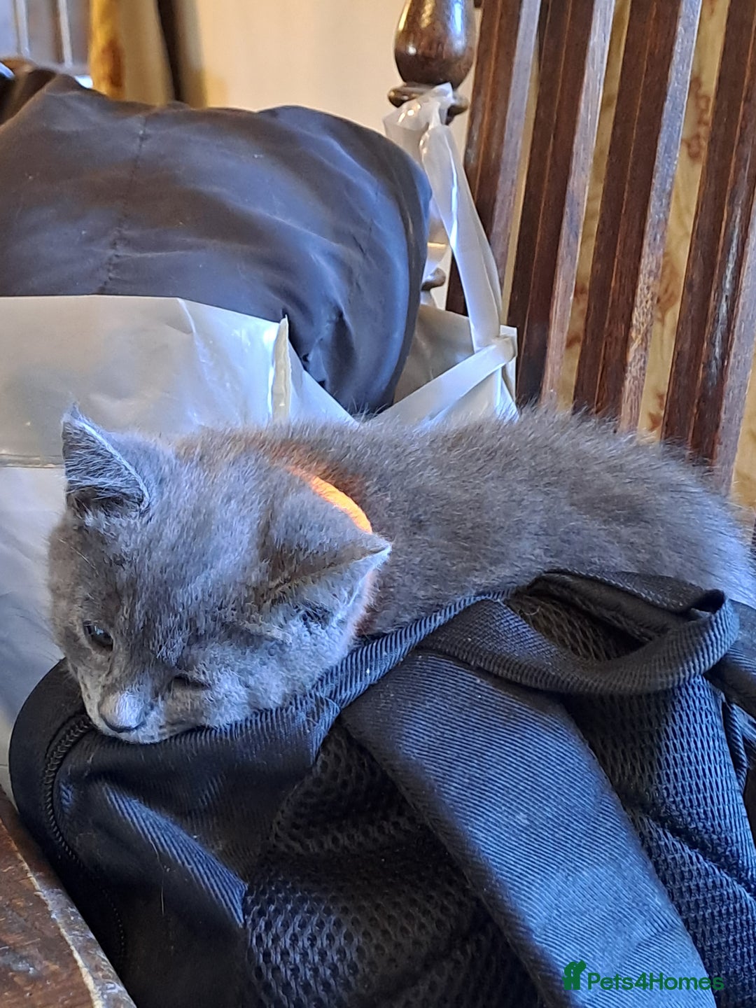 Mixed Breed cats for sale: Gorgeous Kittens - Image 4