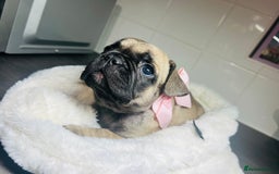 French Bulldog dogs for sale: Lilac French Buldog - Image 5