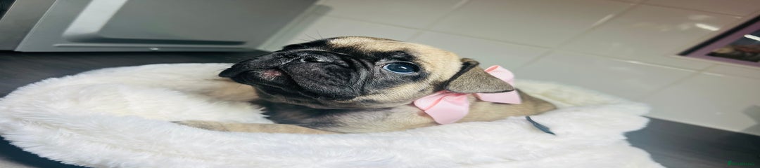French Bulldog Puppy 3
