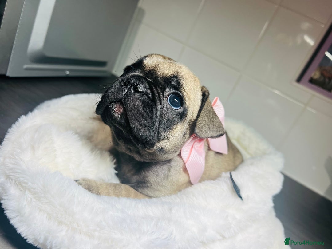 French Bulldog dogs for sale: Lilac French Buldog - Image 5
