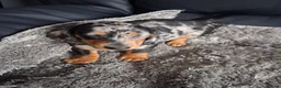 Miniature Dachshund dogs for sale: Miniature dachshund puppies boys and girls - Advert 15