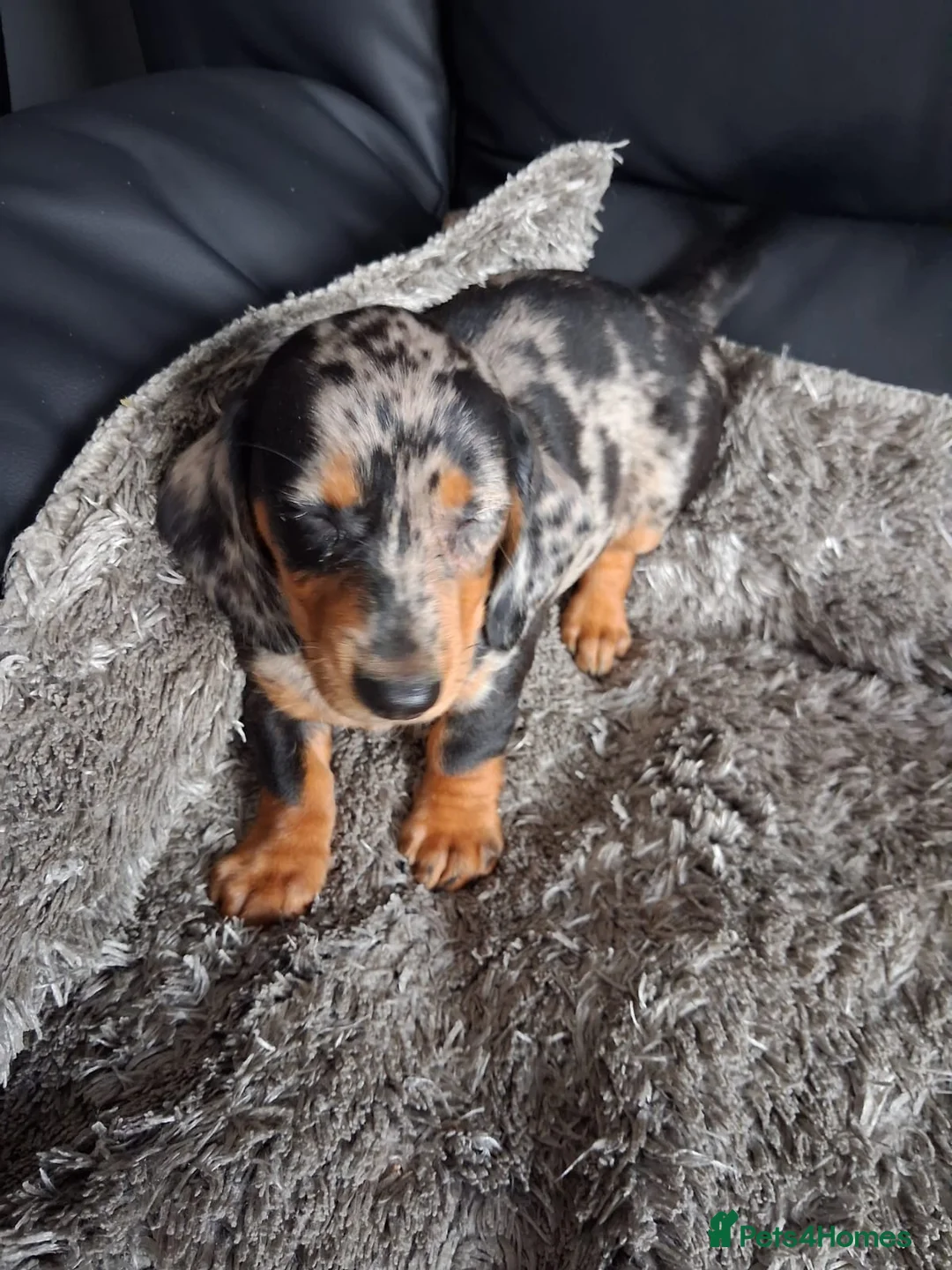 Miniature Dachshund dogs for sale: Miniature dachshund puppies boys and girls - Advert 15