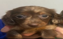 Miniature Dachshund dogs for sale: Miniature Dachshund Puppies - Image 2