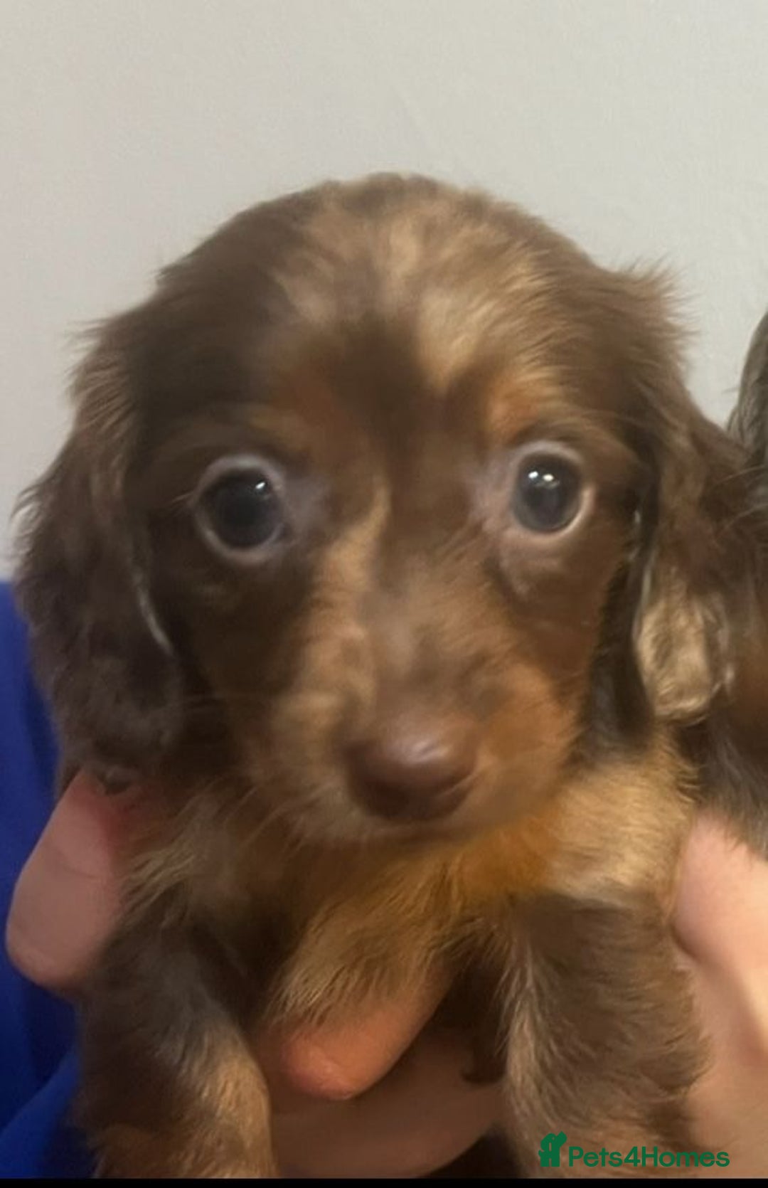 Miniature Dachshund dogs for sale: Miniature Dachshund Puppies - Image 2