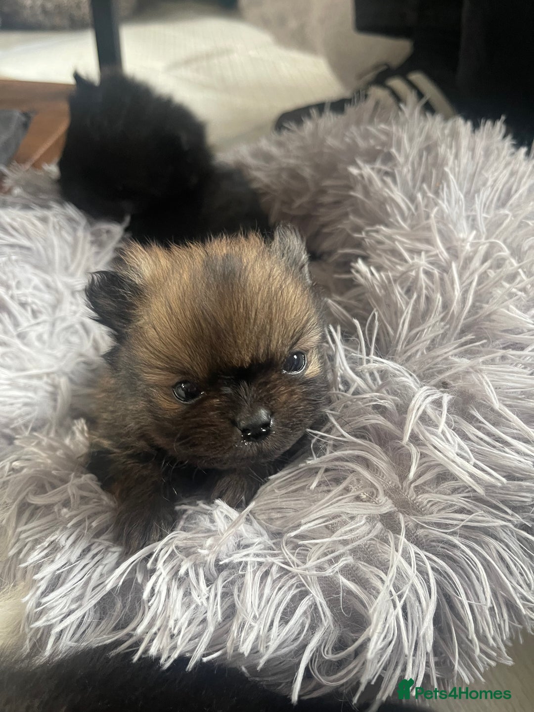 Pomeranian dogs for sale: Stunning KC reg Pomeranians  - Image 5