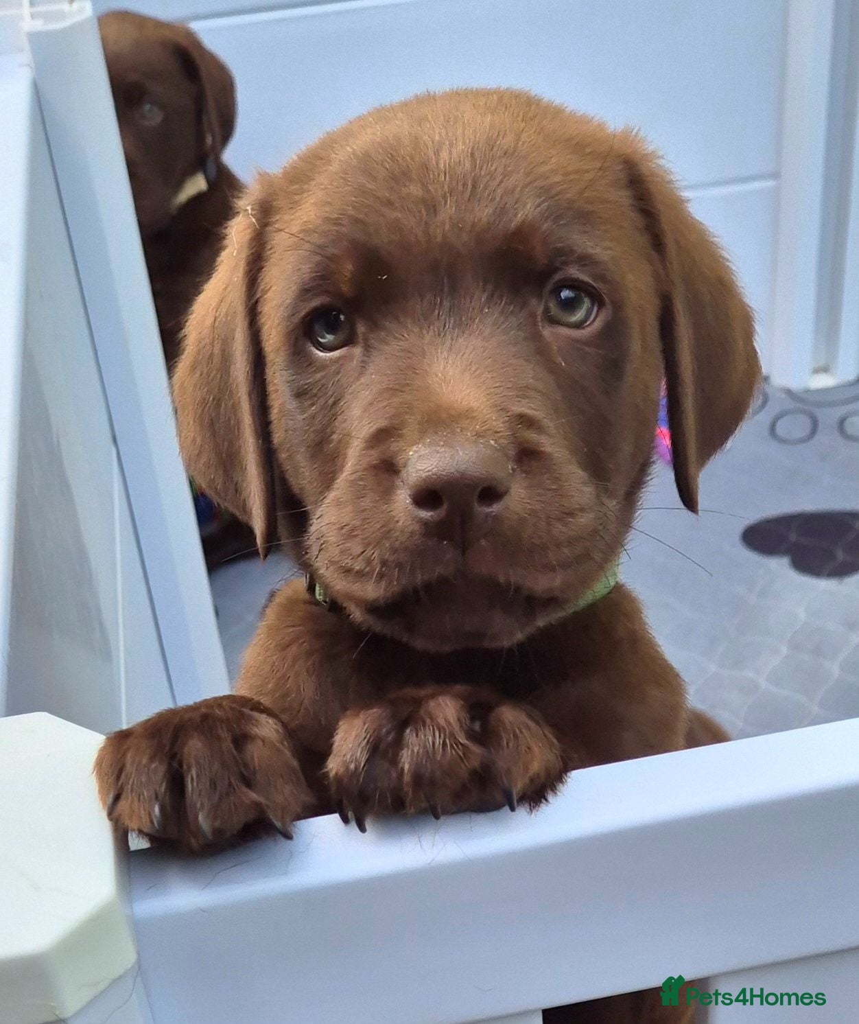 Labrador Retriever dogs Ready Now Exceptional 00 KC Reg Chocolate Labrador - Advert 6