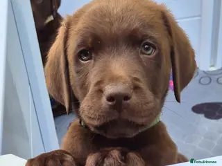 Labrador Retriever dogs Ready Now Exceptional 00 KC Reg Chocolate Labrador - Advert 6