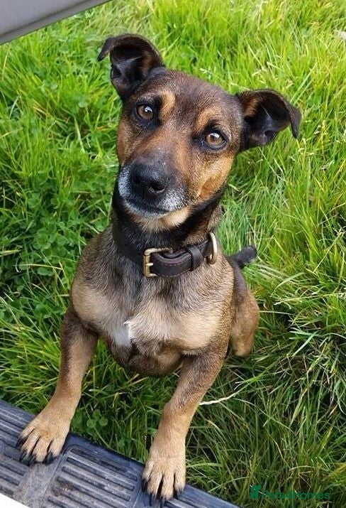 Jack Russell dogs Miniature Jack Russell Stud Dog  in Honiton - Advert 1