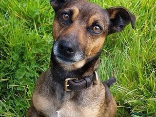 Jack Russell dogs in Honiton - Advert 5