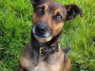 Jack Russell dogs Miniature Jack Russell Stud Dog in Honiton - Advert 7