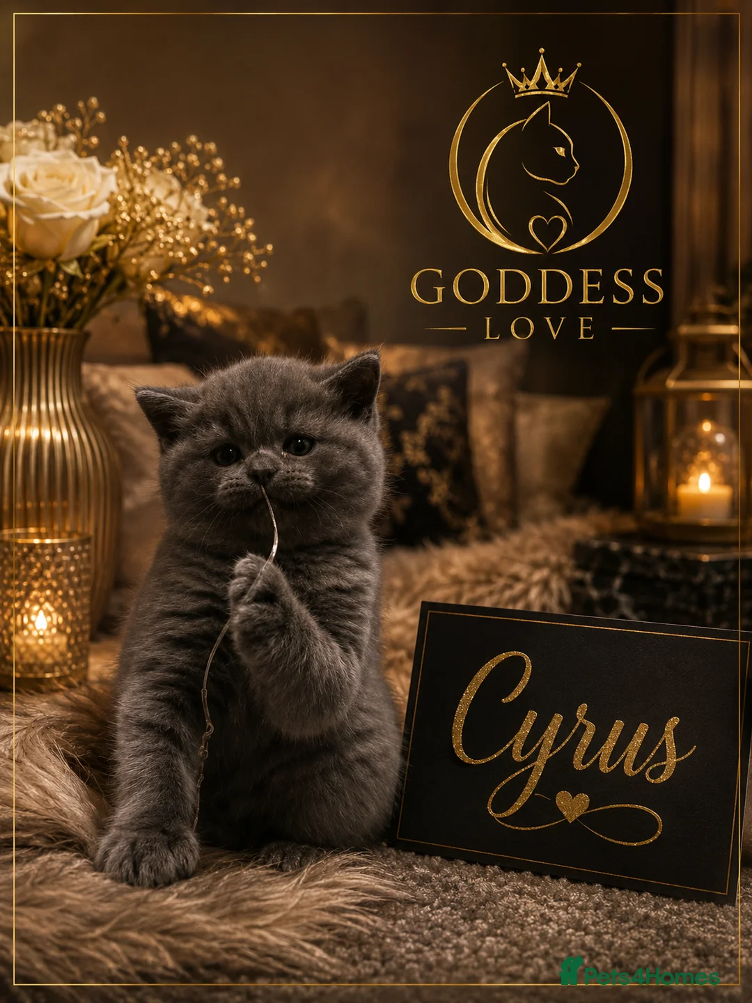 British Shorthair cats for sale: Exclusive Pedigree British Shorthair Kittens - Advert 1