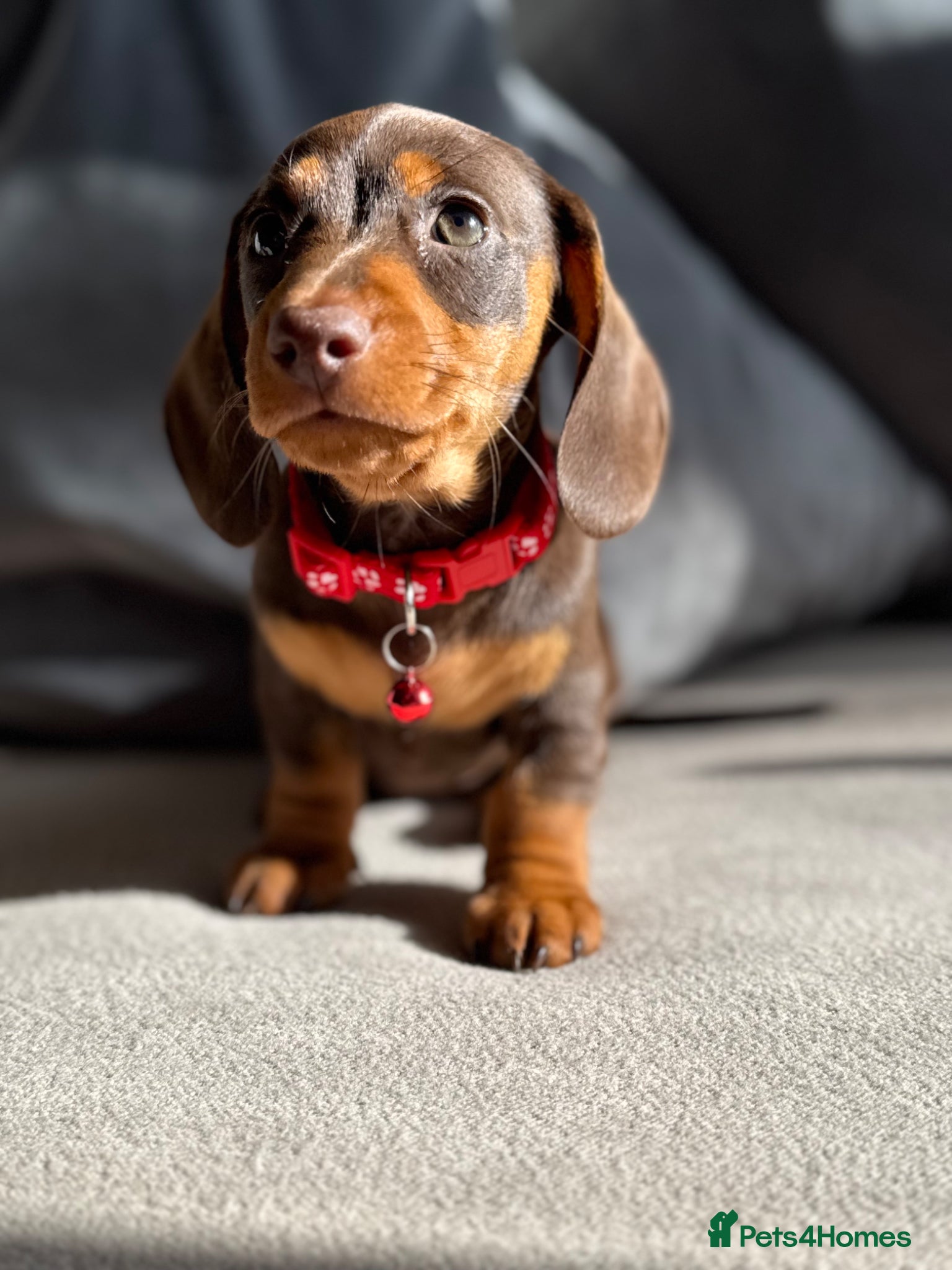 Miniature Dachshund dogs Adorable tiny puppies  - Advert 1